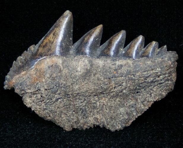 Fossil Cow Shark (Notorynchus) Tooth - South Carolina #12959